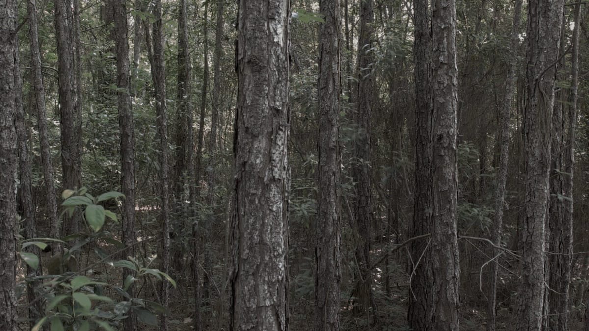 Bewilderness