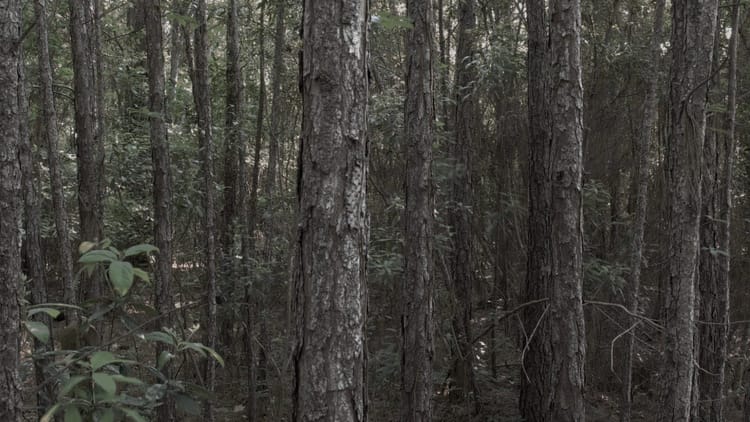 Bewilderness