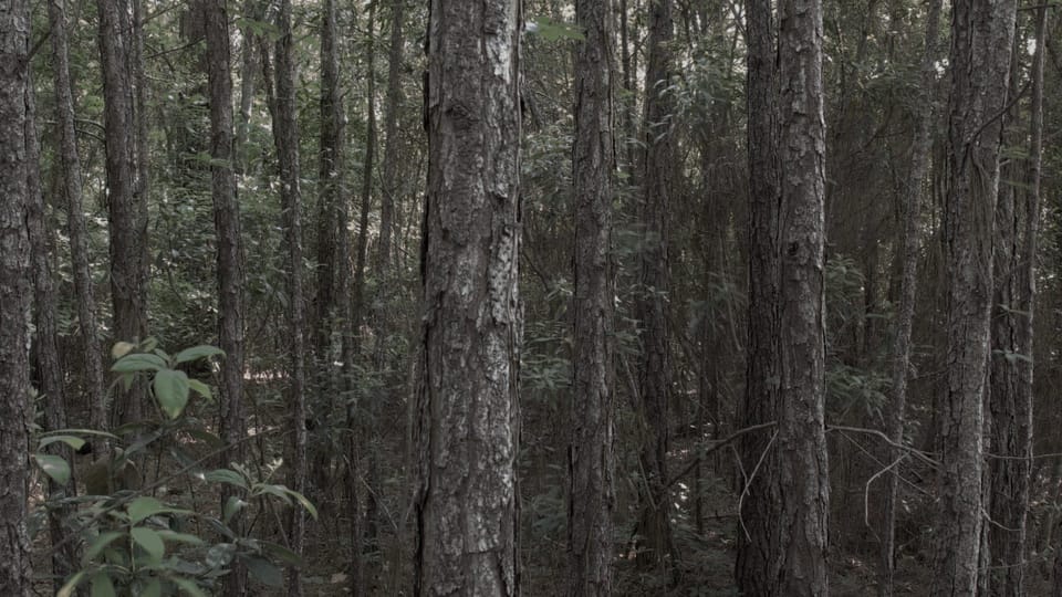 Bewilderness